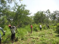 ✨ Why This Commitment Matters
Shared Responsibility: The bush clearing was a symbol of ownership. Every swing of a machete and every cleared path showed that the school belongs to the community.

Unity in Action: Men, women, and children worked side by side, proving that education is a collective dream worth laboring for.

Sacrifice for the Future: Time and energy were freely given, not for immediate gain, but for the promise of generations to come.

Faith in Progress: The effort reflected CEADAI’s Christian vision — that service and sacrifice pave the way for transformation.